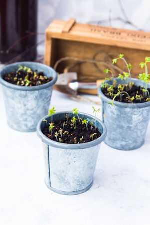 Three glasses with sprouts stand on a gray background in the background a wooden boxの写真素材