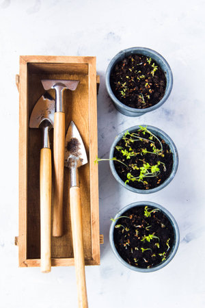 Three cups with seedlings and a wooden box with garden toolsの写真素材