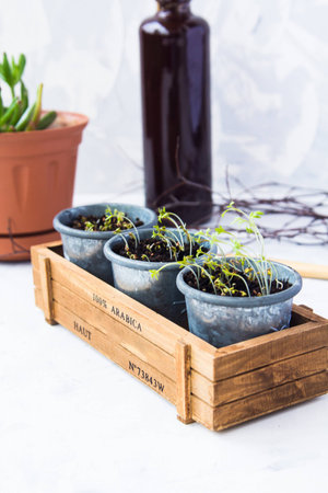 Three glasses with sprouts stand in a wooden boxの写真素材