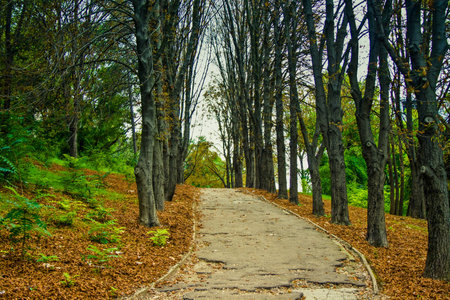 A path in the park between the trees, fallen leaves