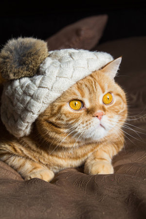 Red cat lying in hat with pompon