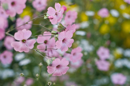 Flowers of pink gypsophilaの写真素材