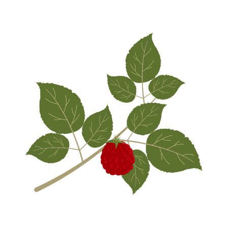 Strawberry berry on a branch with leaves, color illustration isolated on a white background, design, decorationのイラスト素材