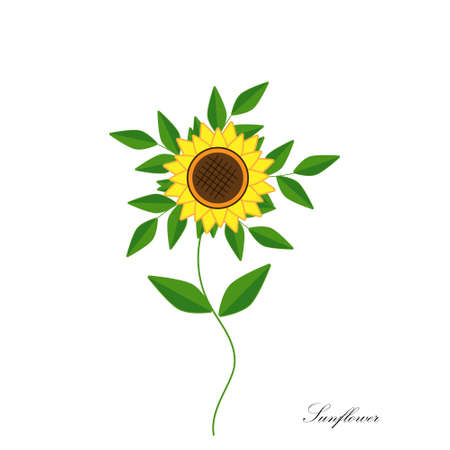 Sunflower, large bright yellow flower on a white background, isolated, vector illustrationのイラスト素材