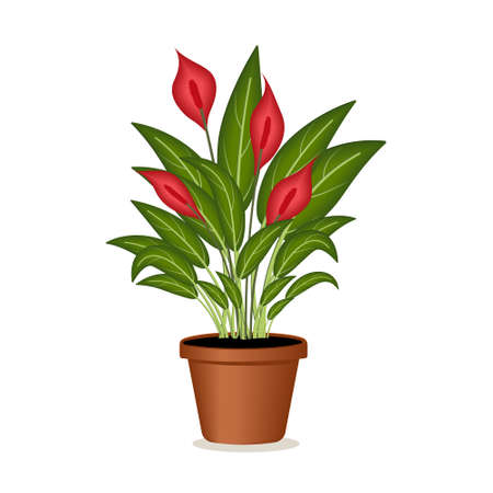 Indoor plant spatifillum red in a flower pot, color vector illustration isolated on a white background, clipart, design, decoration, icon, sign, sketch, bannerのイラスト素材