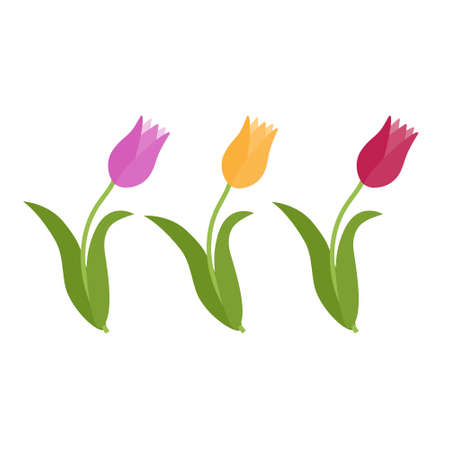 Spring Flower tulip, Vector color isolatedのイラスト素材
