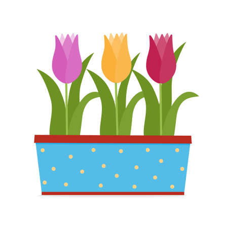 Colorful flowers tulips in a decorated flower pot, isolated vector illustration in flat style, icon, designのイラスト素材