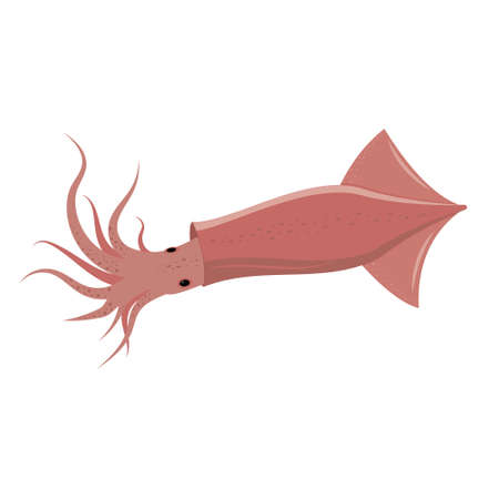 live squid, isolated, color vector illustration on a white background, vector.のイラスト素材