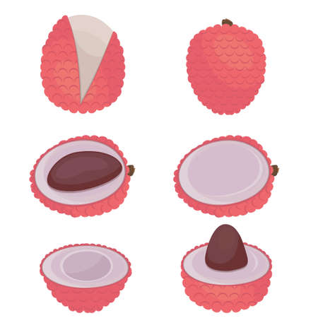 Tropical lychee fruit, color isolated vector illustration.のイラスト素材