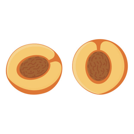 Peach halves fruit with a stone, color isolated vector illustrationのイラスト素材