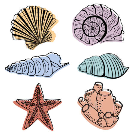 A set of colored seashells. Isolated vector illustration on a white background.のイラスト素材