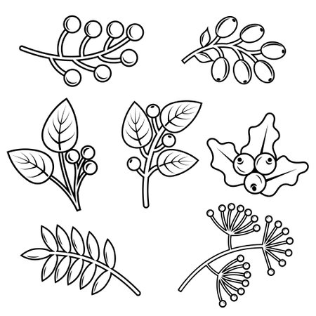 Autumn plants doodle elements. Contour elements of the plant in autumn. Vector graphicsのイラスト素材