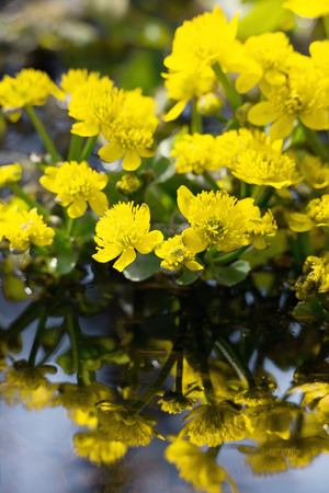 MARSH MARIGOLD or COWSLIP, Caltha palustrisの写真素材
