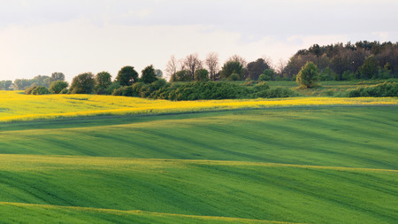 Agricultural field on eveningの写真素材