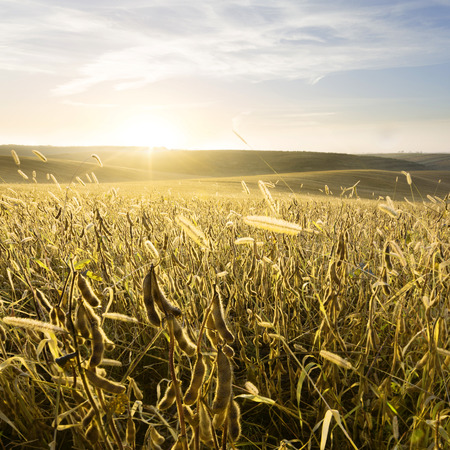 Autumn evening in the farmlandの写真素材