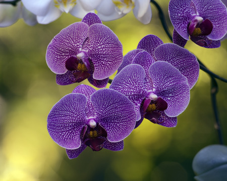 The branch of orchids in the gardenの写真素材