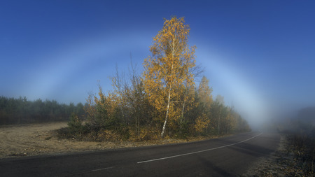 The bright fogbow over autumn misty forestの写真素材