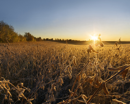 Farmland early in the autumn morningの写真素材