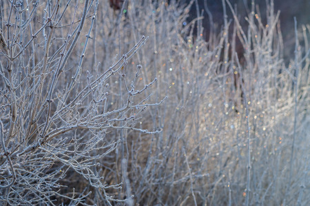 Winter background of frozen branches in morning lightの写真素材