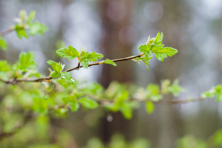 Fresh twig of currant bush on springtimeの写真素材