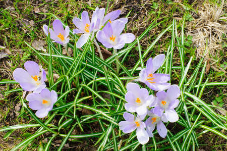 Natural fresh purple crocus flowers at springtimeの写真素材