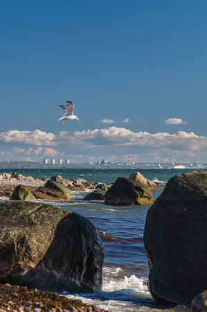 Soaring seagull over rocky Baltic sea coast near Tallinn city Estoniaの写真素材