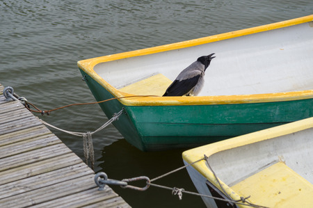 Crow bird in fisherman rowboat tied at dockの写真素材