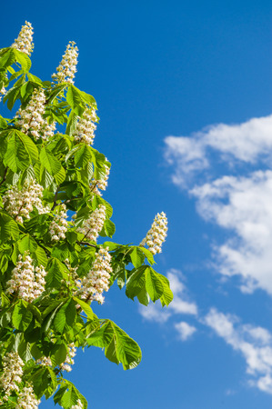 Chestnut flowers against blue sky vertical viewの写真素材
