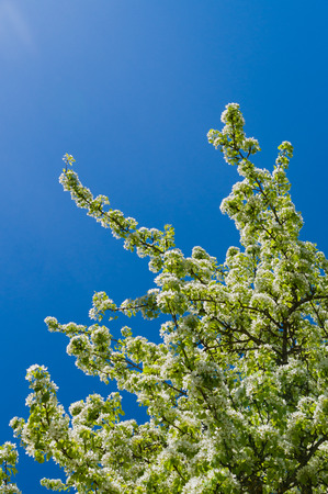 Apple tree flowering on springtime clear blue skyの写真素材