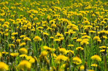 Blossom and overblown yellow dandelions on green meadow closeupの写真素材