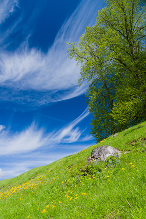 Springtime tree on the flowering meadow hillside under blue skyの写真素材