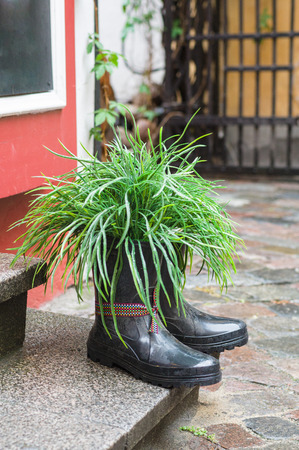 Grass in rubber boots creative used as flower potの写真素材