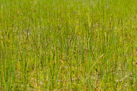 Fresh green grass in swamp blurred backgroundの写真素材