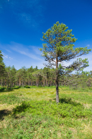Pine tree against blue skyの写真素材