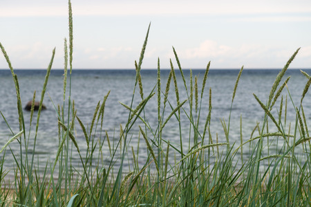 Sedge in front of seashore backgroundの写真素材
