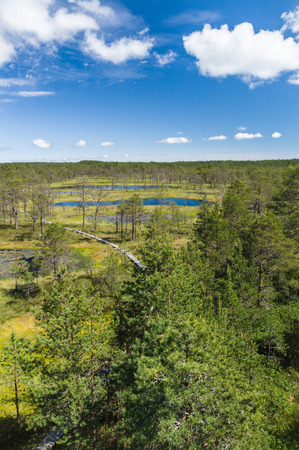 Viru bogs area on summer aerial vertical viewの写真素材