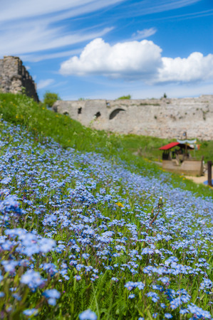 Forgetmenot flowers field in parkの写真素材
