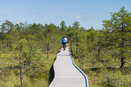 Cyclists on wooden hiking trail of bog areaの写真素材