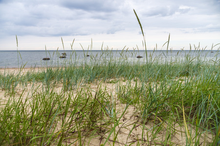 Sedge grass on sandy beach of Baltic seaの写真素材