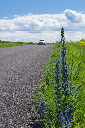 Car moving by rural road, focus on front roadside flowersの写真素材