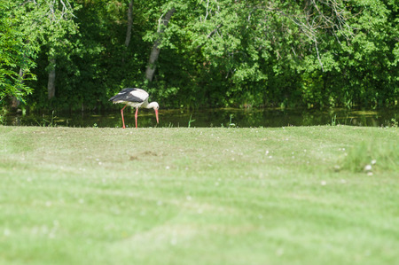Stork on the green grass, blurred frontの写真素材