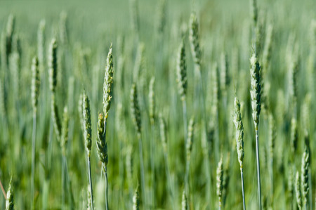 Narrow depth of green wheat field and copy space in blurred backgroundの写真素材