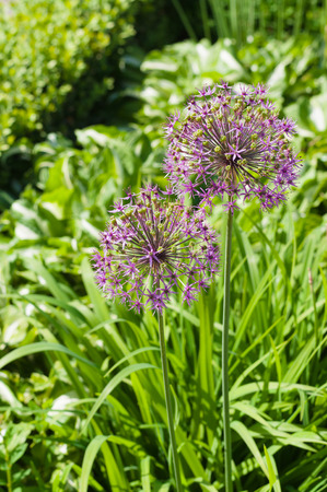 Blooming giant onion flowers (Allium Giganteum) in the gardenの写真素材