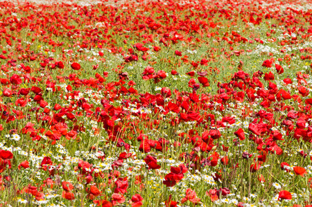 Poppy and camomile flowers fieldの写真素材