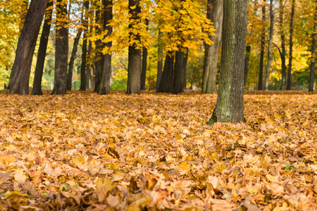 Colorful fallen autumn yellow and orange leaves in the park, trees on backgroundの写真素材