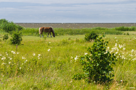 Flaxen chestnut horse grazing on windy field by the seaの写真素材