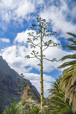 Century plant against Masca village and mountains, Tenerife, Canary islands, Spainの写真素材