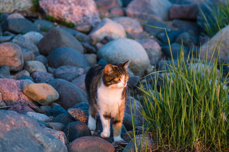 Cat at stony coast looking on sunsetの写真素材