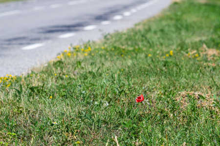 Alone poppy flower on the edge of road, solitude conceptの写真素材