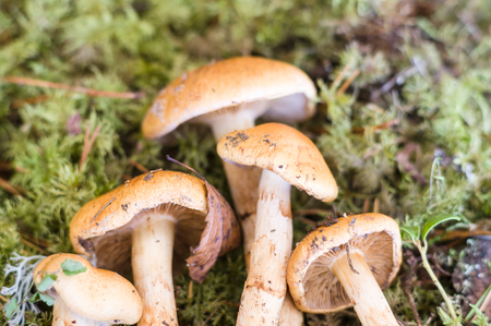 Birch webcap (Cortinarius triumphans) mushrooms, narrow depth image with selective focusの写真素材